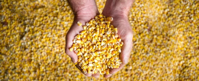 ziarna kukurydzy trzymane w dłoni